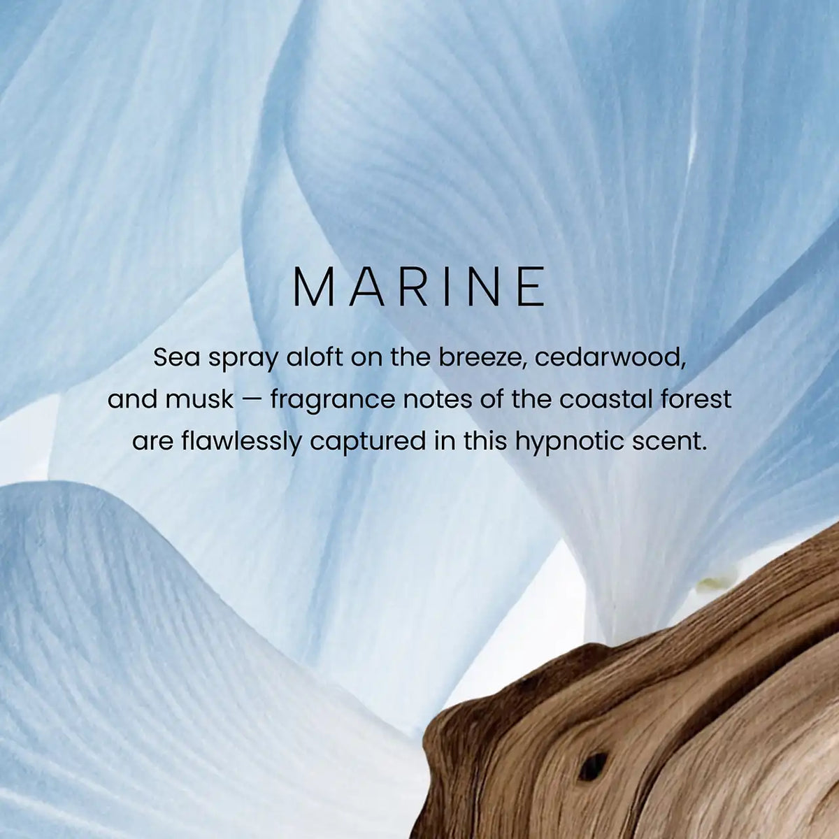 Marine Premium Reed Diffuser YC Collection Premium Reed Diffuser