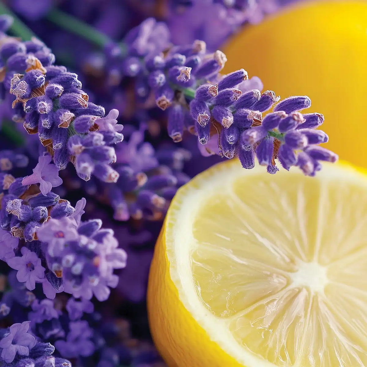 Lemon Lavender Yankee Candle® Minis