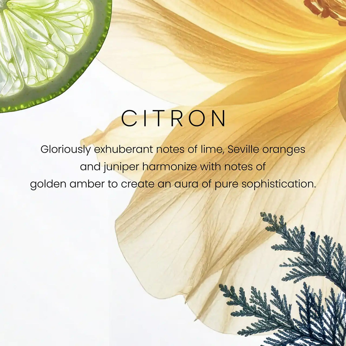 Citron Premium Medium Candle