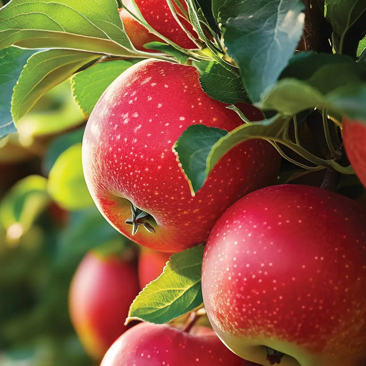 Macintosh Yankee Candle® Minis