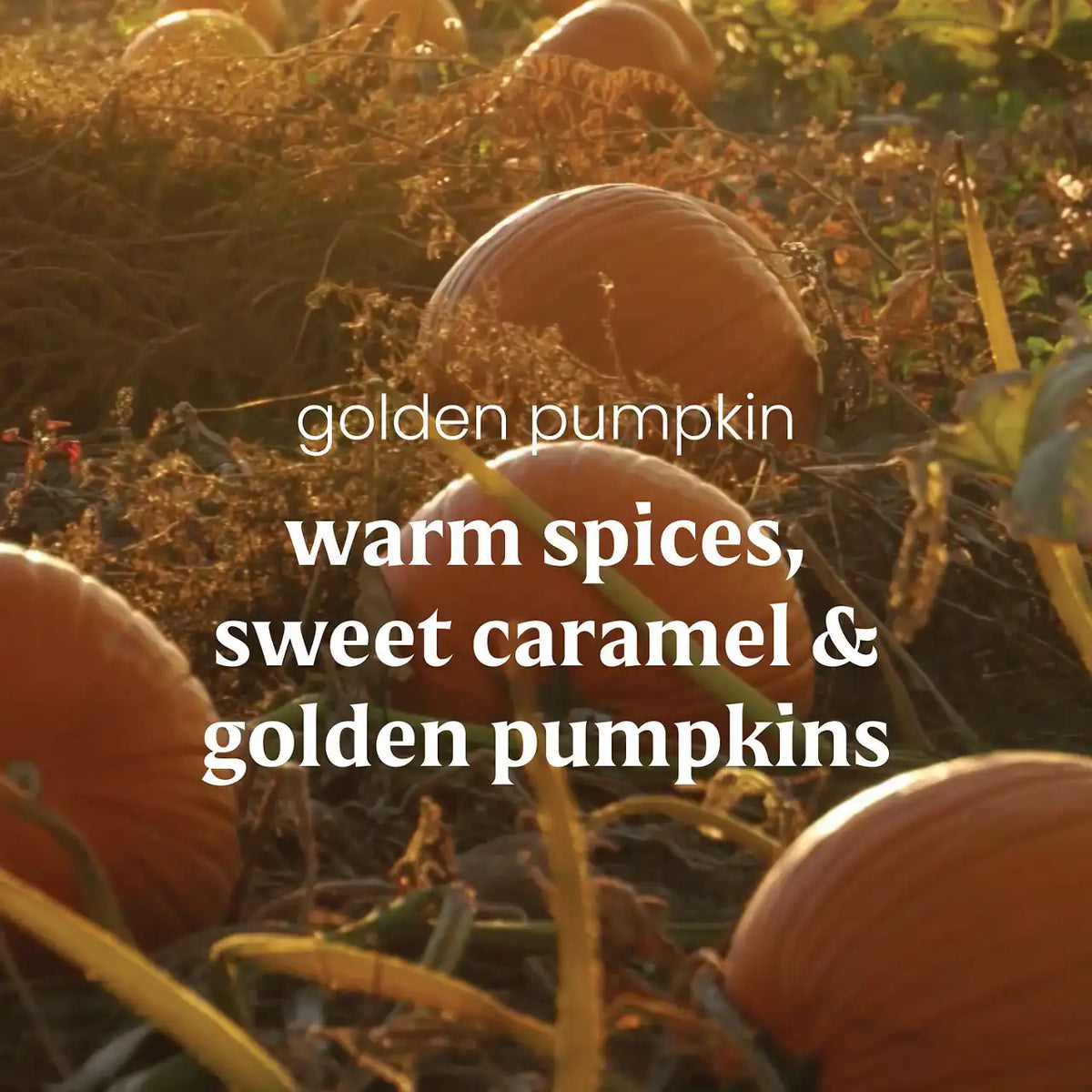 Golden Pumpkin Yankee Candle® Minis