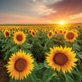 Sunflower Path 3-Wick Candle