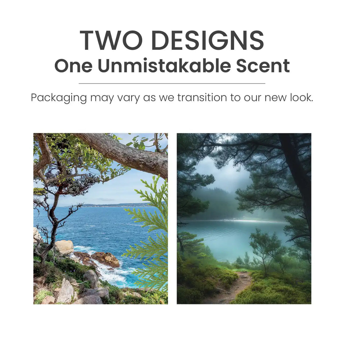 Bayside Cedar ScentPlug® Refill